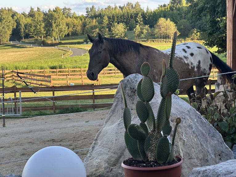PRE Mix Gelding 5 years 16,1 hh Leopard-Piebald in G&#xF6;&#xDF;weinstein