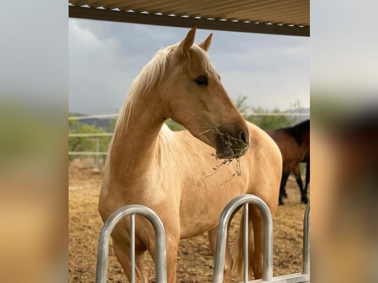 PRE Mix Gelding 5 years 16,1 hh Palomino in Alicante