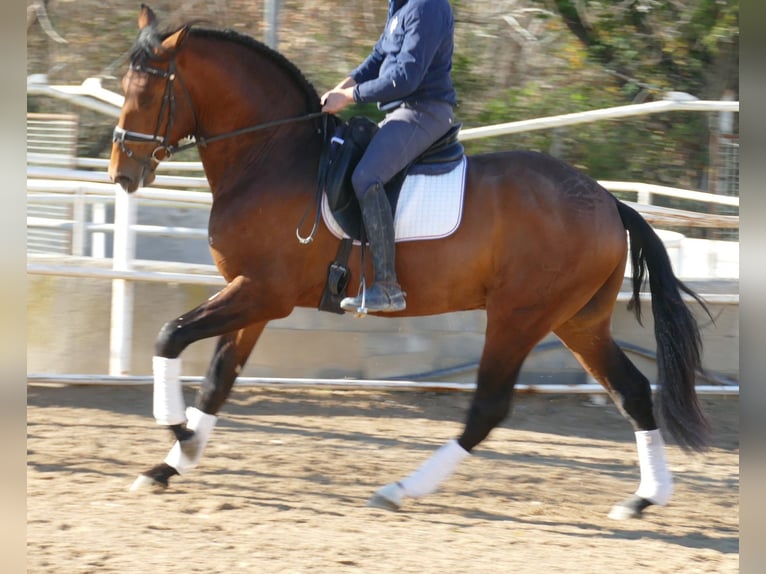 PRE Gelding 5 years 16,2 hh Bay in Barcelona