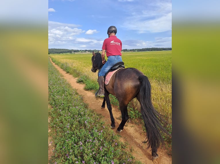 PRE Gelding 5 years 16,2 hh Dun in Serinyà