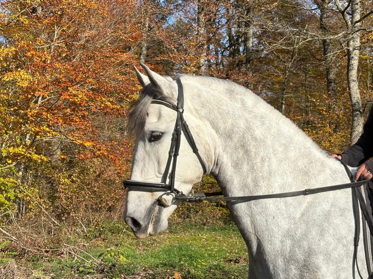 PRE Mix Gelding 5 years 16,2 hh Grey in Charolles