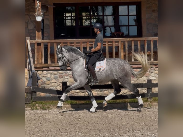 PRE Gelding 5 years 16,2 hh Grey-Dapple in Santa Perpetua de Mogoda