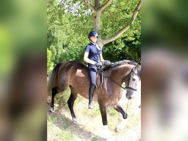 PRE Gelding 5 years 16,2 hh Grey-Dark-Tan in B&#xF6;tersen