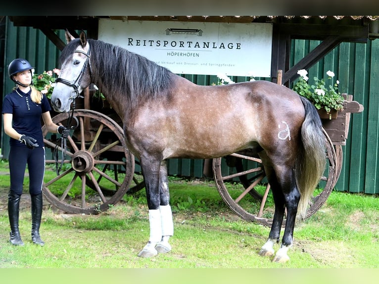 PRE Gelding 5 years 16,2 hh Grey-Dark-Tan in B&#xF6;tersen