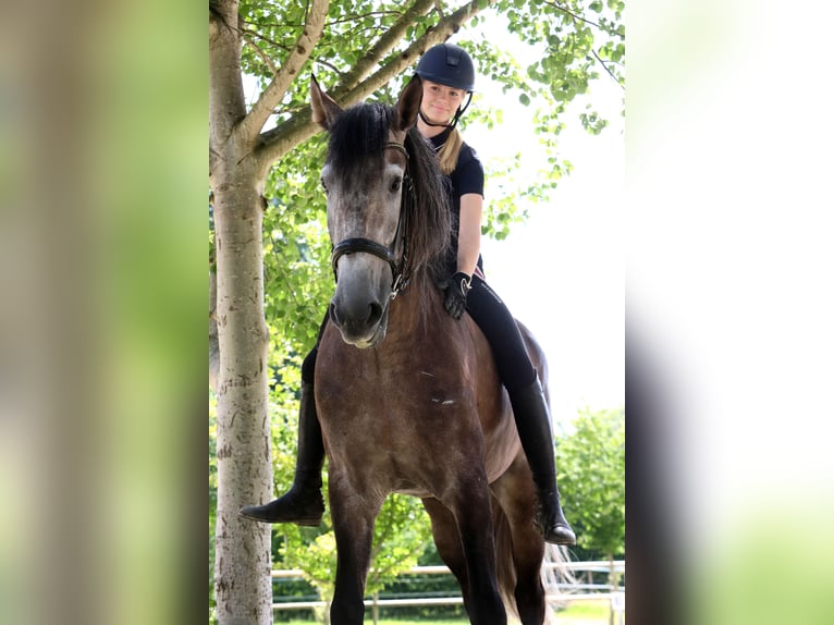 PRE Gelding 5 years 16,2 hh Grey-Dark-Tan in B&#xF6;tersen