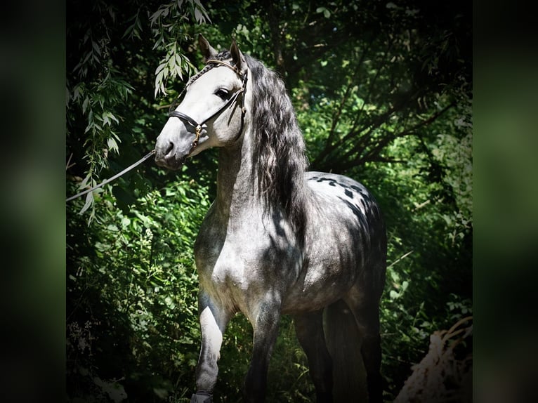 PRE Gelding 5 years 16,2 hh Grey in Usingen