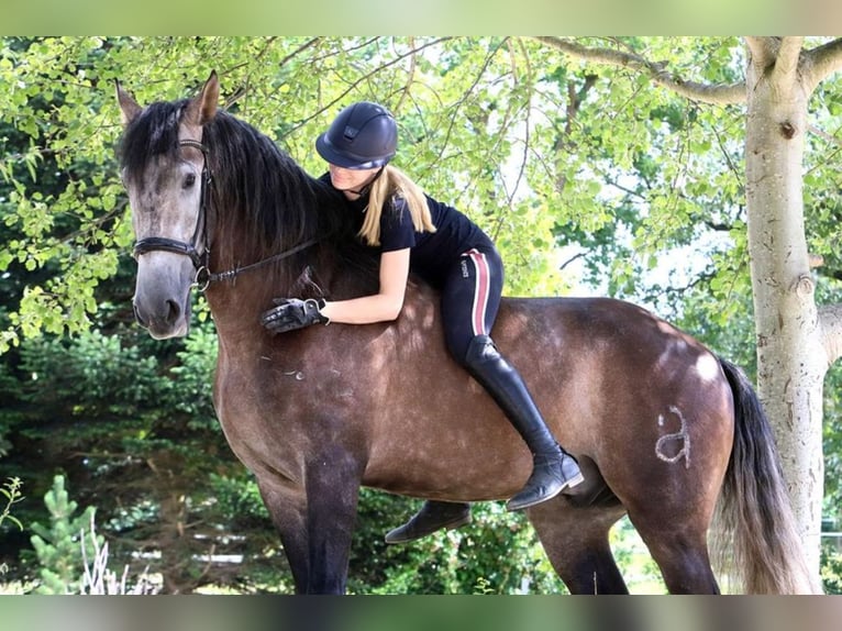 PRE Mix Gelding 5 years 16,2 hh Grey in Braunschweig