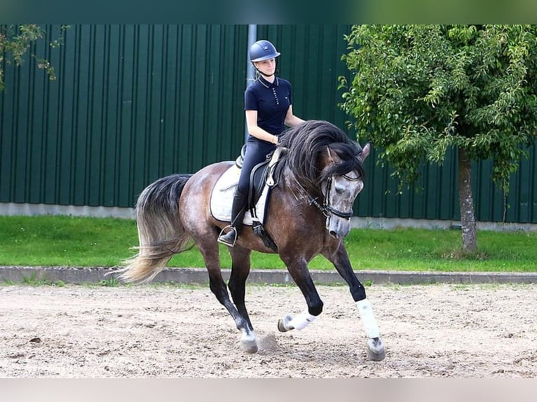 PRE Mix Gelding 5 years 16,2 hh Grey in Braunschweig
