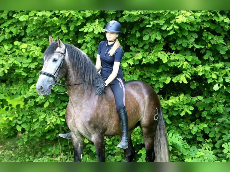 PRE Mix Gelding 5 years 16,2 hh Grey in Braunschweig