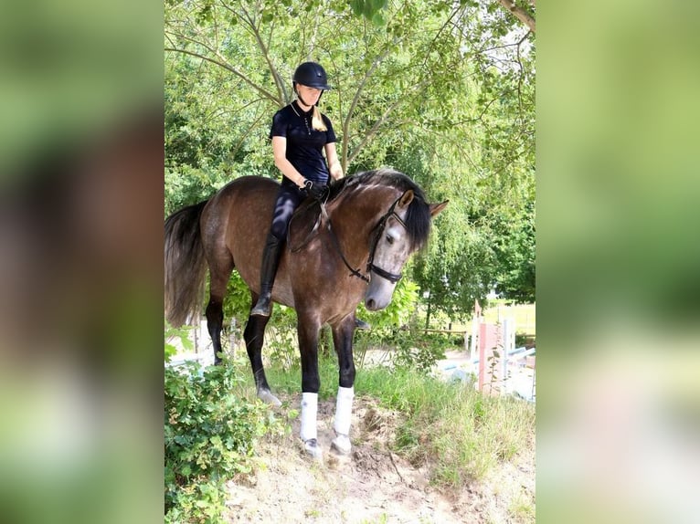 PRE Mix Gelding 5 years 16,2 hh Grey in Braunschweig