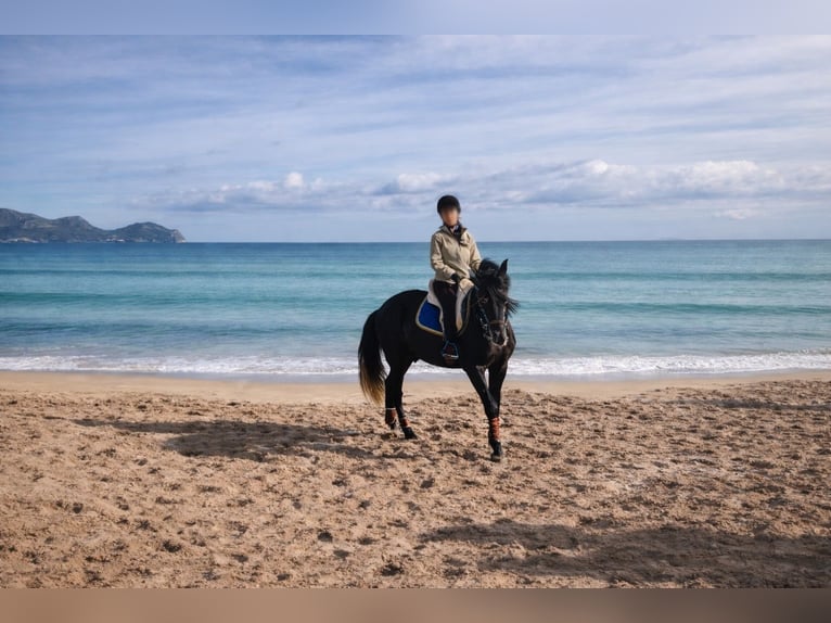 PRE Gelding 5 years 16,3 hh Grey-Dark-Tan in Palma De Mallorca