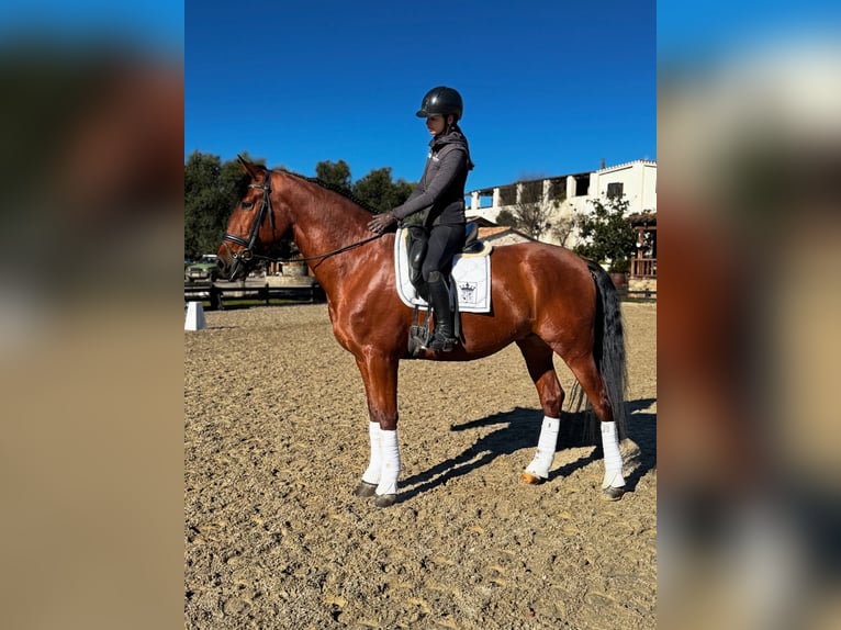 PRE Mix Gelding 5 years 17 hh Bay in Santa Perpetua de Mogoda