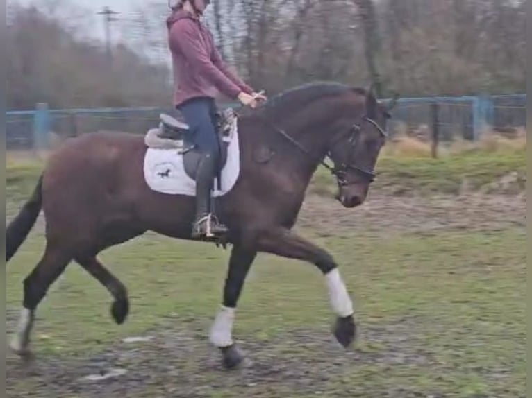 PRE Gelding 5 years 17 hh Brown in Niederzier