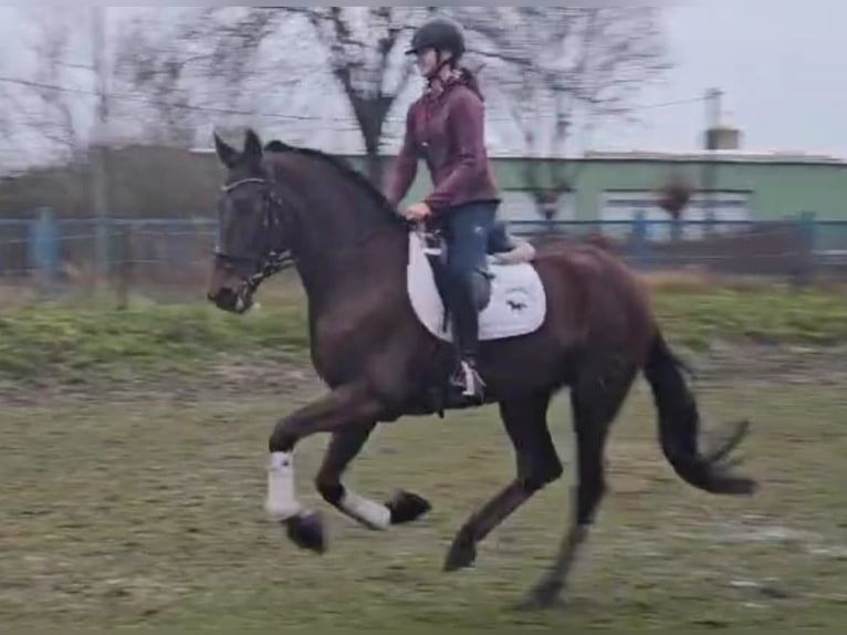 PRE Gelding 5 years 17 hh Brown in Niederzier