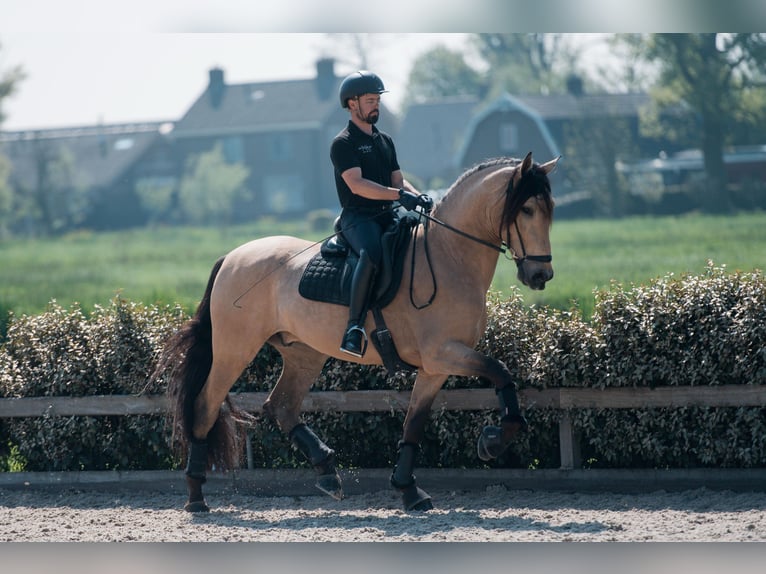 PRE Mix Gelding 5 years 17 hh Buckskin in Vinkeveen