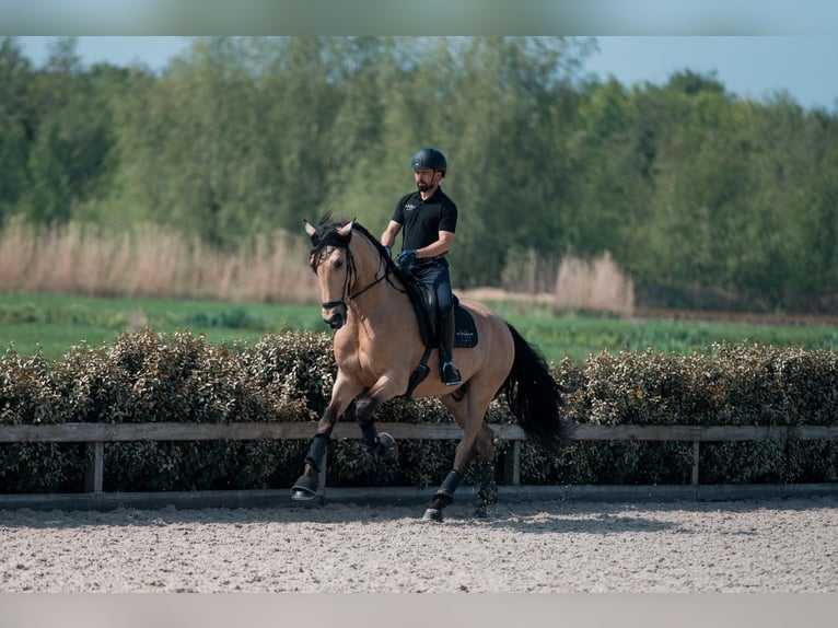 PRE Mix Gelding 5 years 17 hh Buckskin in Vinkeveen