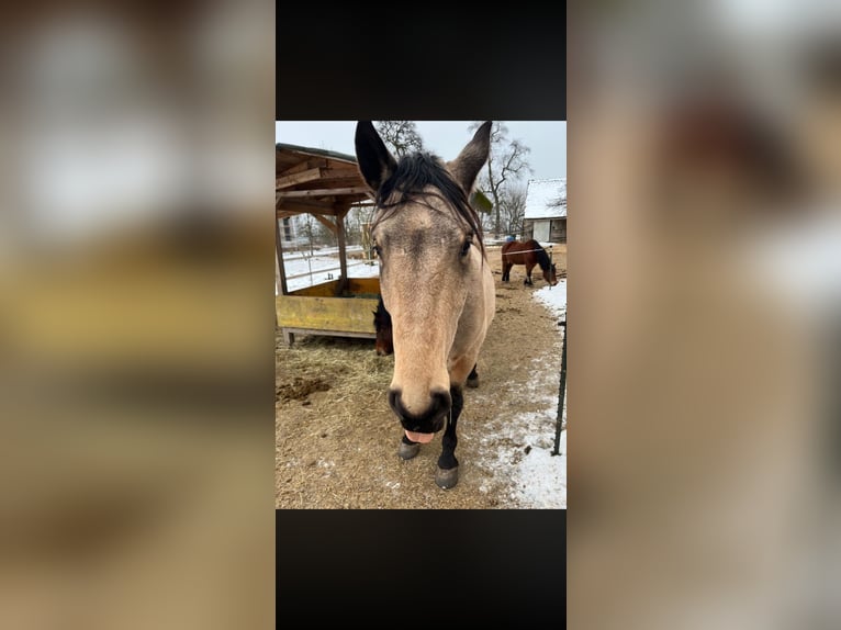 PRE Mix Gelding 5 years 17 hh Buckskin in Oberzirking