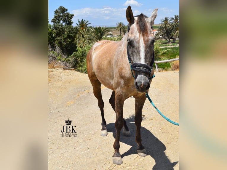 PRE Mix Gelding 5 years Brown Falb mold in Tabernas Almeria