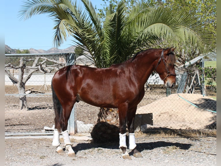 PRE Mix Gelding 5 years Chestnut-Red in Muchamiel