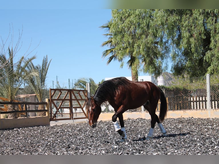 PRE Mix Gelding 5 years Chestnut-Red in Muchamiel