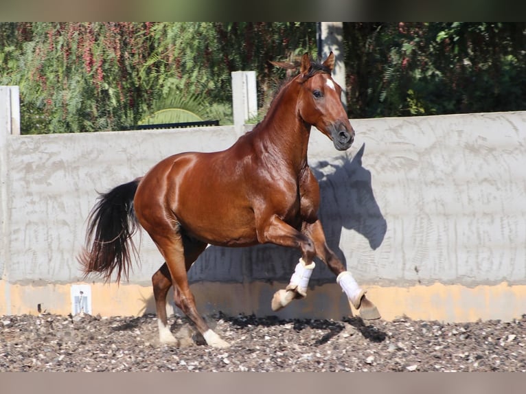 PRE Mix Gelding 5 years Chestnut-Red in Muchamiel