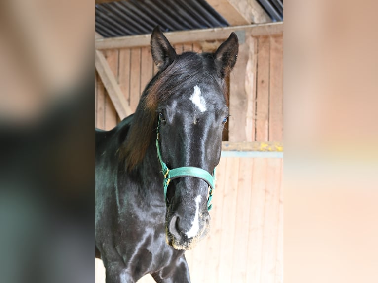 PRE Mix Gelding 5 years in Klettgau