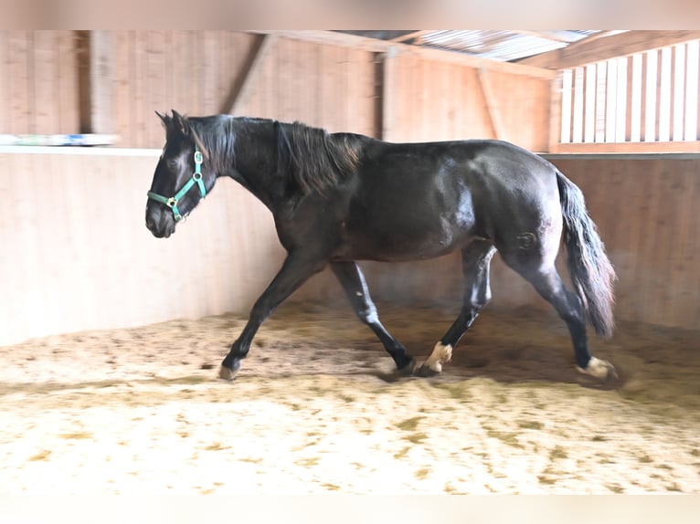 PRE Mix Gelding 5 years in Klettgau