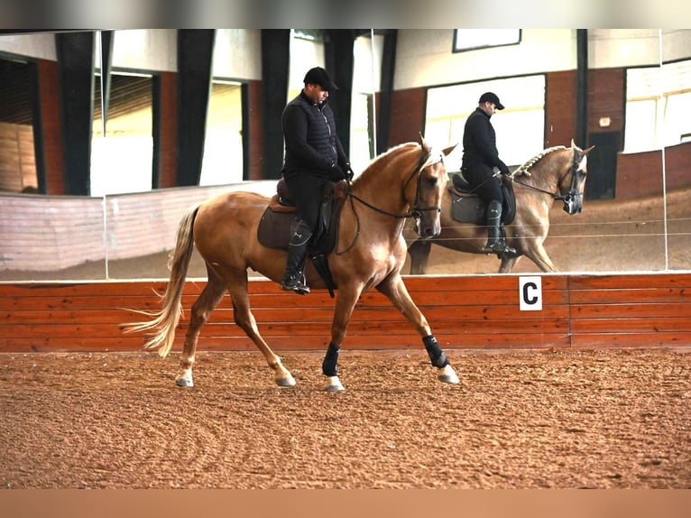 PRE Gelding 5 years Palomino in Madison, GA