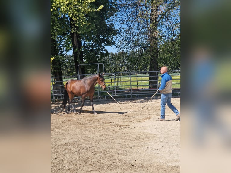 PRE Mix Gelding 6 years 14.2 hh Bay-Dark in Lochen am See