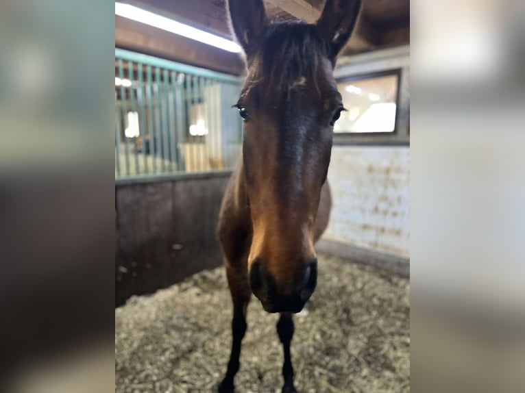 PRE Mix Gelding 6 years 14,2 hh Bay-Dark in Lochen am See