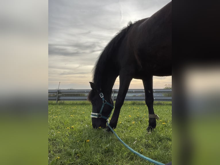 PRE Gelding 6 years 15,1 hh Black in Floß