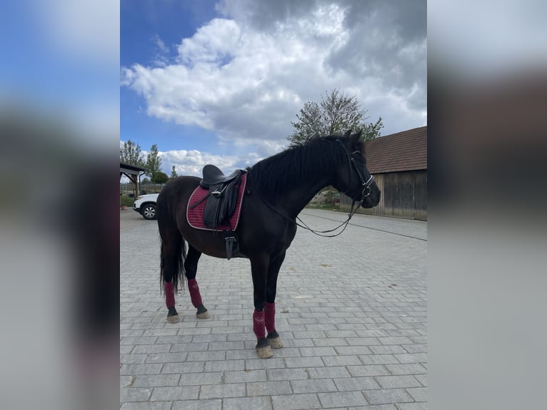 PRE Gelding 6 years 15,1 hh Black in Floß