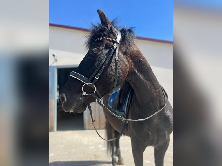 PRE Gelding 6 years 15,1 hh Black in Floß