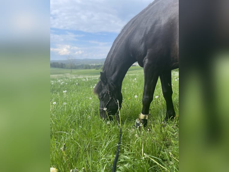 PRE Gelding 6 years 15,1 hh Black in Floß