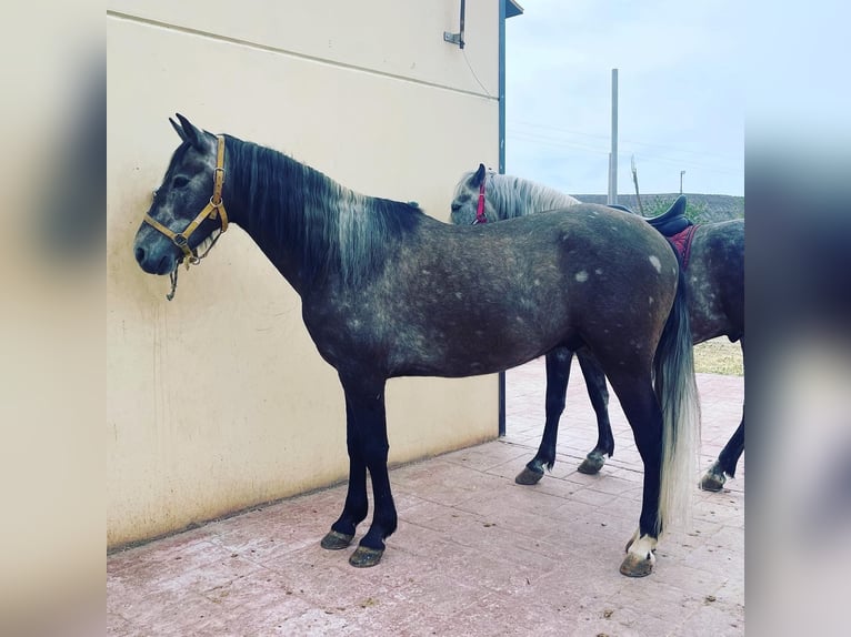 PRE Mix Gelding 6 years 15,1 hh Gray-Red-Tan in Mijas