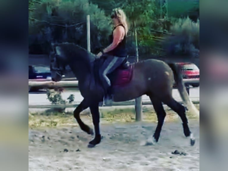 PRE Mix Gelding 6 years 15,1 hh Gray-Red-Tan in Mijas