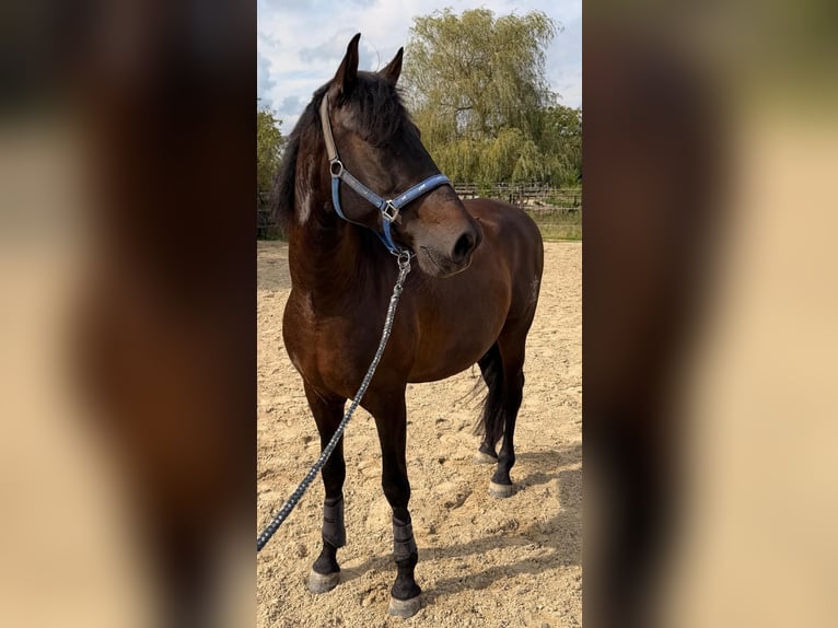 PRE Mix Gelding 6 years 15.2 hh Bay-Dark in Hürtgenwald
