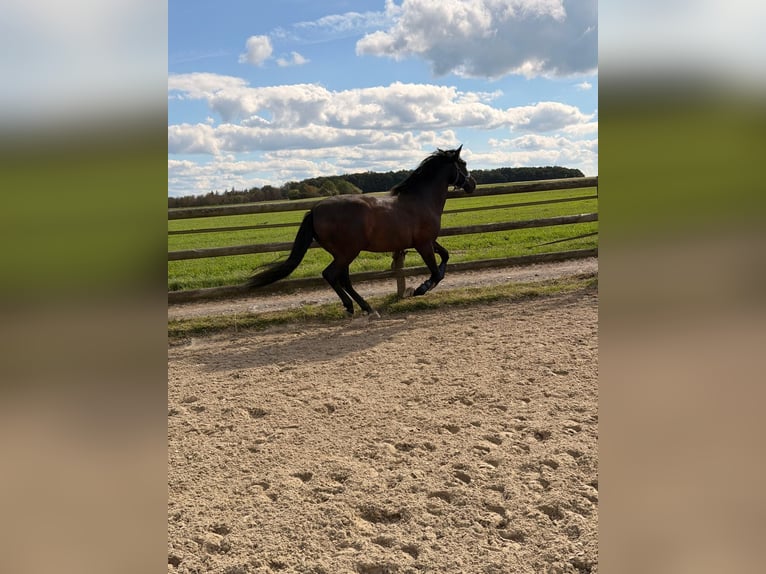 PRE Mix Gelding 6 years 15.2 hh Bay-Dark in Hürtgenwald