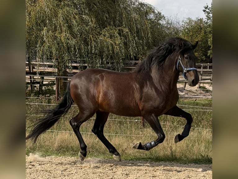 PRE Mix Gelding 6 years 15.2 hh Bay-Dark in Hürtgenwald