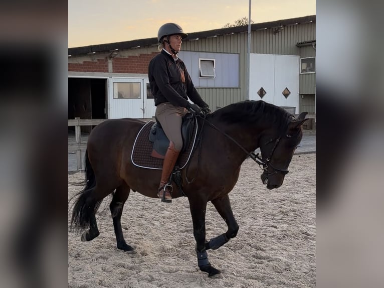 PRE Mix Gelding 6 years 15.2 hh Bay-Dark in Hürtgenwald