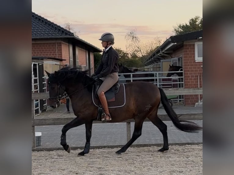 PRE Mix Gelding 6 years 15.2 hh Bay-Dark in Hürtgenwald