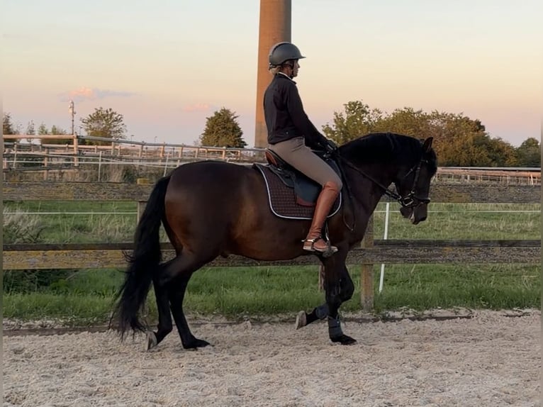 PRE Mix Gelding 6 years 15.2 hh Bay-Dark in Hürtgenwald