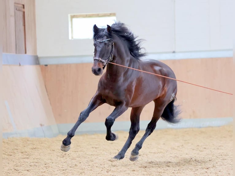 PRE Mix Gelding 6 years 15.2 hh Bay-Dark in Hürtgenwald