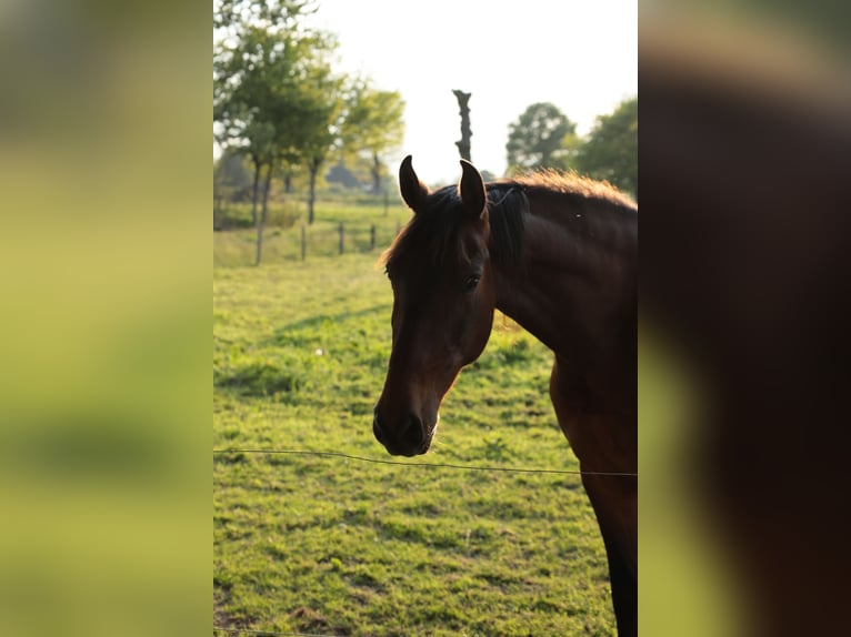 PRE Gelding 6 years 15.2 hh Bay in Rennes