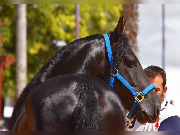 PRE Gelding 6 years 15,2 hh Black in Provinz Cordoba