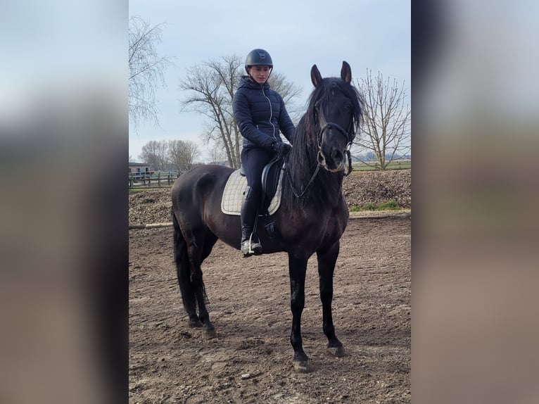 PRE Mix Gelding 6 years 15,2 hh Black in Karlshuld