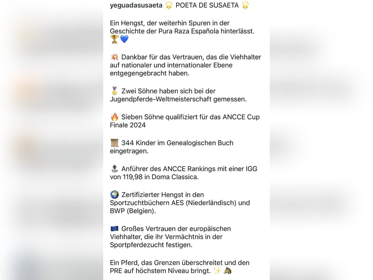 PRE Gelding 6 years 15,2 hh Brown in Balingen