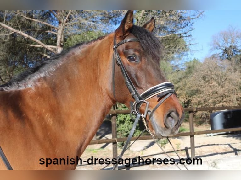 PRE Mix Gelding 6 years 15,2 hh Brown in Barcelona