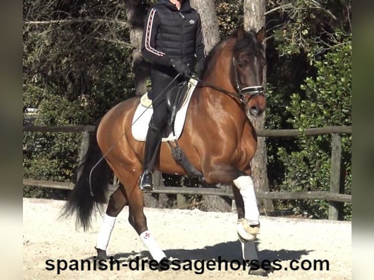 PRE Mix Gelding 6 years 15,2 hh Brown in Barcelona