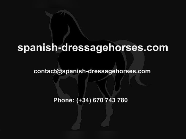 PRE Mix Gelding 6 years 15,2 hh Brown in Barcelona